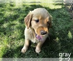 Puppy Gray Golden Retriever