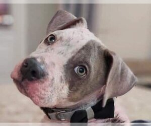 American Pit Bull Terrier-Unknown Mix Dogs for adoption in Oakhurst, NJ, USA