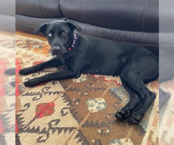 Medium Photo #1 Labrador Retriever-Unknown Mix Puppy For Sale in Pasadena, TX, USA