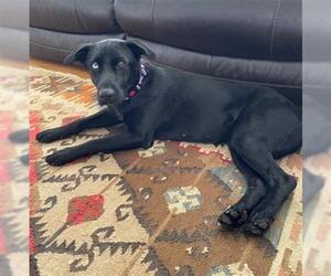 Labrador Retriever-Unknown Mix Dogs for adoption in Pasadena, TX, USA