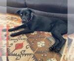 Small Labrador Retriever Mix