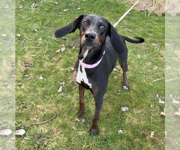 Medium Photo #2 Plott Hound Puppy For Sale in Muskegon, MI, USA