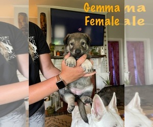 German Shepherd Dog Puppy for sale in LOWELL, MA, USA