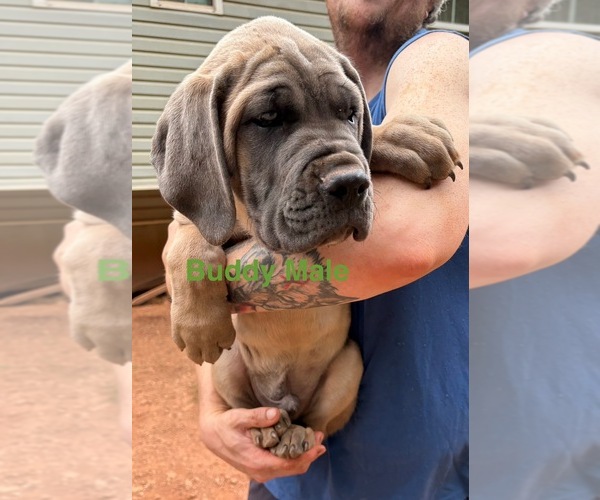 Medium Photo #2 Cane Corso Puppy For Sale in ROCKMART, GA, USA