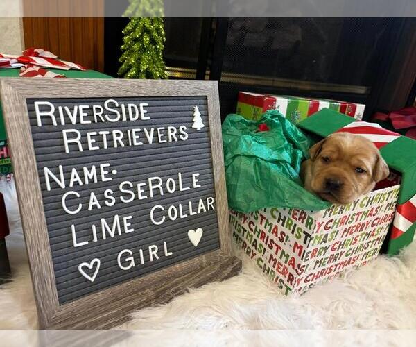 Medium Photo #7 Labrador Retriever Puppy For Sale in MOUNT AIRY, NC, USA