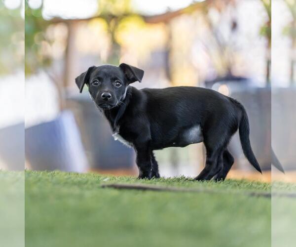 Medium Photo #3 Mutt Puppy For Sale in San Diego, CA, USA