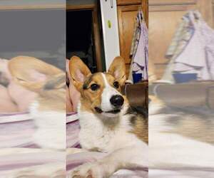 Mother of the Pembroke Welsh Corgi puppies born on 12/01/2022
