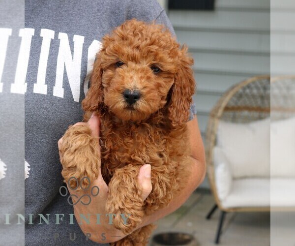 Medium Photo #4 Goldendoodle (Miniature) Puppy For Sale in NARVON, PA, USA