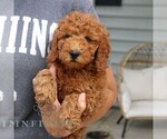 Small #3 Goldendoodle (Miniature)