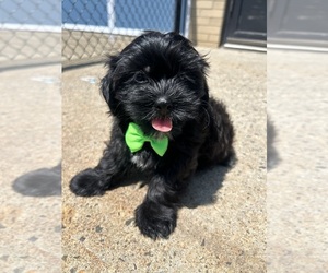 Zuchon Puppy for sale in RANDOLPH, MA, USA