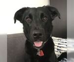 Small #1 Labrador Retriever