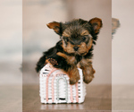 Puppy Minnie Yorkshire Terrier