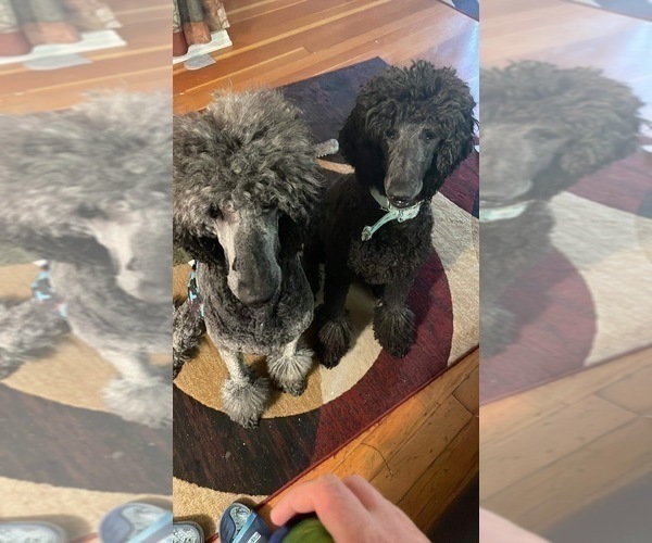 Medium Photo #1 Poodle (Standard) Puppy For Sale in MILES CITY, MT, USA