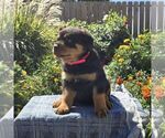 Nellie - Female Rottweiler Puppy for Sale - Photo #4