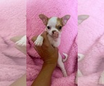 Small #1 Chihuahua