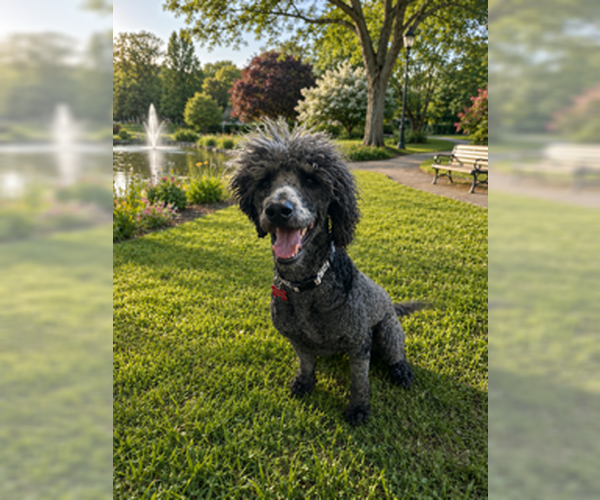 Medium Photo #5 Poodle (Standard) Puppy For Sale in San Diego, CA, USA