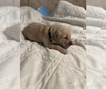 Puppy Black collar Golden Retriever