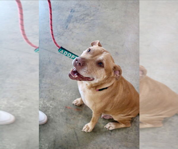 Medium Photo #14 American Staffordshire Terrier-Unknown Mix Puppy For Sale in Raleigh, NC, USA