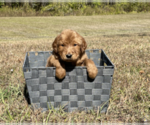 Small Photo #5 Goldendoodle Puppy For Sale in WILLIS, TX, USA
