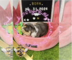 Small Photo #38 English Bulldog Puppy For Sale in ATHENS, GA, USA