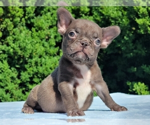 French Bulldog Puppy for sale in BOSTON, MA, USA