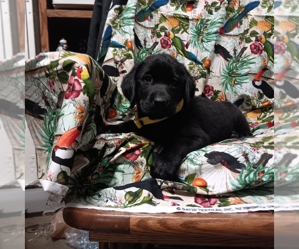 Medium Photo #1 Labrador Retriever Puppy For Sale in FAIRBANKS, AK, USA