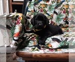 Small Labrador Retriever