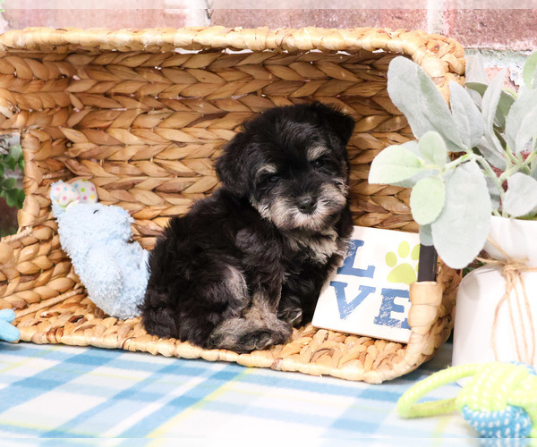 Medium Photo #3 Schnauzer (Miniature) Puppy For Sale in SYRACUSE, IN, USA