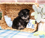 Small #2 Schnauzer (Miniature)