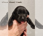 Small Photo #49 Labrador Retriever Puppy For Sale in POCAHONTAS, IL, USA