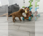 Small #2 Golden Retriever