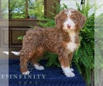 Small #3 Bernedoodle (Miniature)