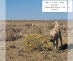 Small #12 Kangal Dog