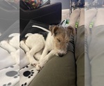 Small #3 Wire Fox Terrier