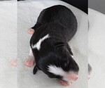 Small Photo #11 Border Collie Puppy For Sale in CARLISLE, KY, USA