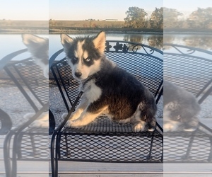 Siberian Husky Puppy for sale in MOUNT AYR, IA, USA