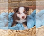 Puppy 10 Australian Shepherd