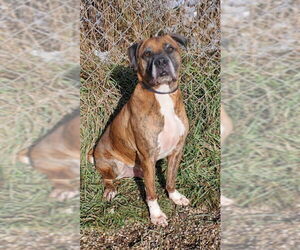 Boxer Dogs for adoption in Lake City, MI, USA
