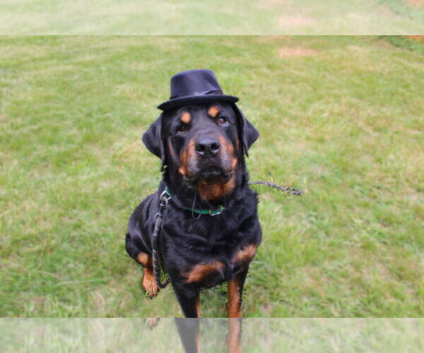 Medium Photo #4 Rottweiler Puppy For Sale in Mooresville, NC, USA