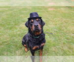 Small #3 Rottweiler