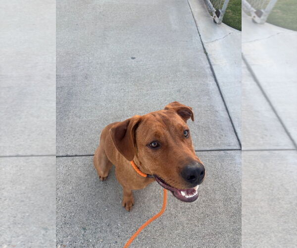 Medium Photo #3 Unknown-Vizsla Mix Puppy For Sale in Woodland Hills, CA, USA