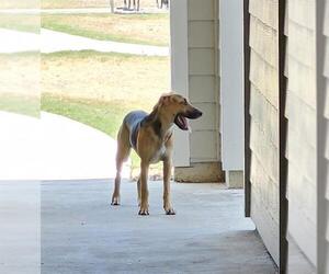 German Shepherd Dog-Unknown Mix Dogs for adoption in San Antonio, TX, USA