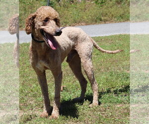 Mutt Dogs for adoption in Prattville, AL, USA