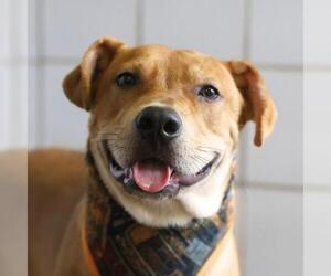 Labrador Retriever-Unknown Mix Dogs for adoption in San Antonio, TX, USA