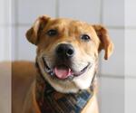 REY - Male Labrador Retriever-Unknown Mix Dog for Adoption - Small photo