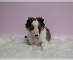 Small Photo #2 Shetland Sheepdog Puppy For Sale in BALTIC, OH, USA
