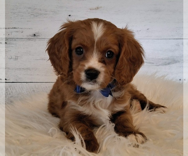 Medium Photo #2 Cavapoo (Miniature) Puppy For Sale in HANCOCK, MN, USA