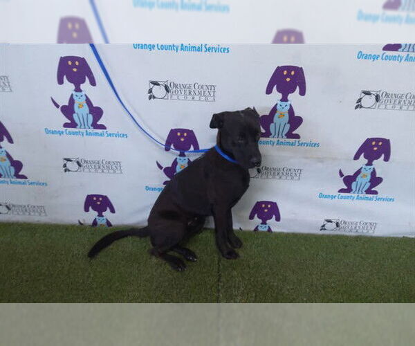Medium Photo #1 Labrador Retriever-Unknown Mix Puppy For Sale in Orlando, FL, USA
