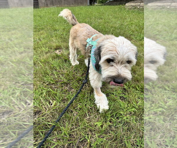 Medium Photo #1 Tibetan Terrier Puppy For Sale in Candler, NC, USA