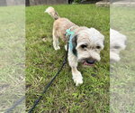 Small Tibetan Terrier